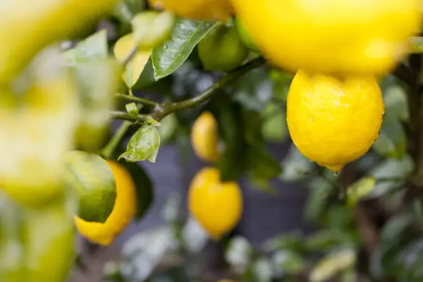 amalfi coast cooking class
