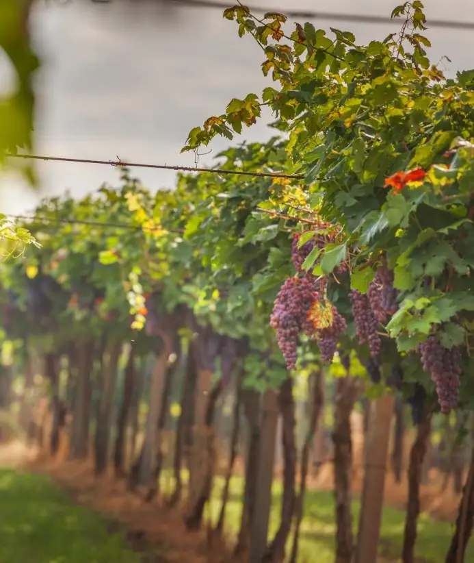 Wine taste_ Fiesole hiking tour