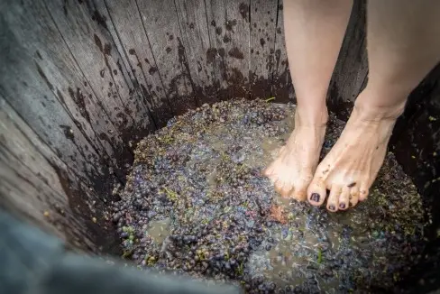 grape stomping wine tour