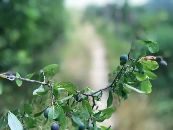 wild berries