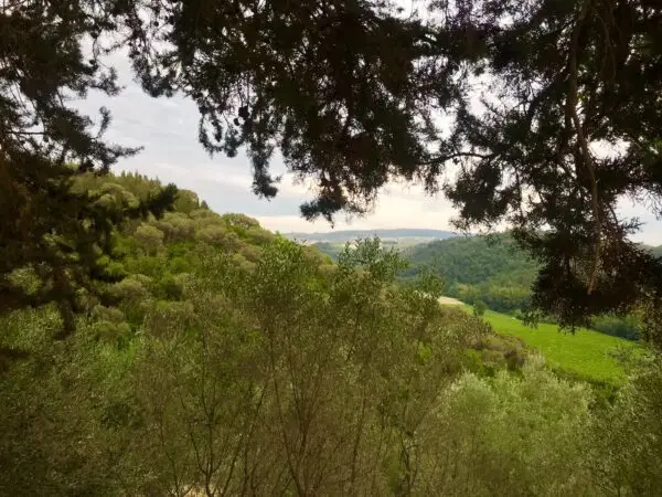 Foraging Experience in Tuscany - Image 3