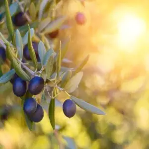 Adopt an Olive Tree